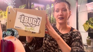 🕷️🕸️ EBUGZ UNBOXING PHIDIPPUS REGIUS 7 NOVEMBRE 2024 [upl. by Juieta268]