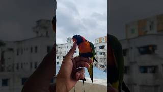 Subscribe for more updates ✨🕊️ foryou birds dhaka bd aquarium agro reels shorts [upl. by Noryahs]