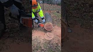 Stihl 020 AVP Electronic 🇺🇲🇩🇪 stihl chainsawman firewood satisfying asmr shorts [upl. by Ettenel137]