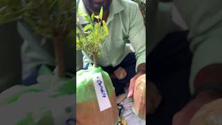 క్యాండిల్ ప్లాంట్ మీరు ఎప్పుడైనా చూసారా Rolliniacandle exotic fruit plants 🌱 [upl. by Maynord]