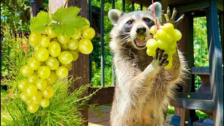 Marsha The Raccoon Taste Tests Green Grape With His Little Hands [upl. by Gruchot]