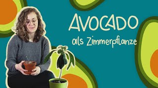 Avocado als Zimmerpflanze [upl. by Archle]