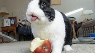 RABBIT SMELLS HUMANs APPLE [upl. by Anrahs]