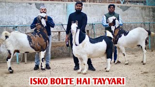 Full Tayyri Heavy Weight Bakre At Al Mira Goat Farm [upl. by Dania]