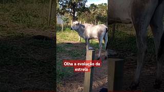 Olha a evolução da estrela fazenda sitiodozero gado soufeliznositio vidanaroça [upl. by Anilrac]