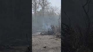 Wildfire burning at Glassboro Wildlife Management Area in Gloucester County New Jersey [upl. by Sosanna115]