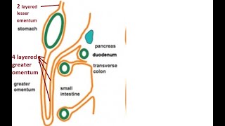 Difference between greater and lesser omentum [upl. by Neeroc]