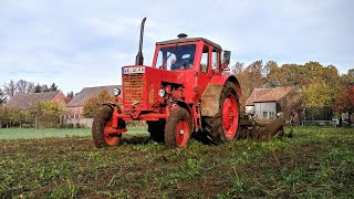 Belarus MTS 50 im Ackersenf [upl. by Ormand774]