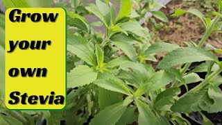 Grow your own Stevia  how to harvest dry and store it [upl. by Idid]