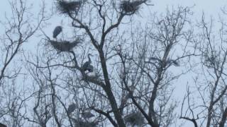 Great Blue Heron Rookery in Rouge Park Detroit 3 23 16 [upl. by Imehon]