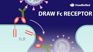 Draw Fc Receptor  Coronavirus Receptor  Graphical Abstract  Scientific Illustration [upl. by Travax]