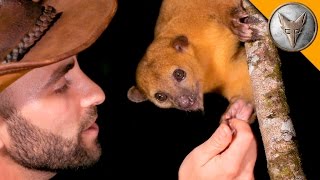 SUPER CUTE Kinkajou [upl. by Davidde88]