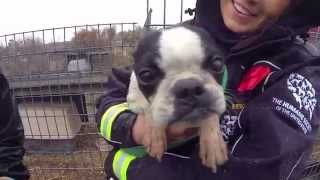 100 Animals Rescued from Puppy Mill and Cruelty Situation [upl. by Sher]