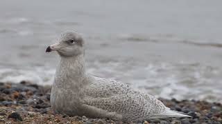 Glaucous Gull [upl. by Giliana]