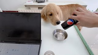 My dogs reaction to drinking sparkling water for the first time [upl. by Kuehnel69]