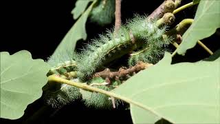 Costa Rica Catapillars of Automeris rubrescens [upl. by Elrebma]