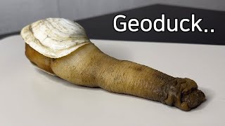 What Is So Unique About a Geoduck   Geoduck Dissection [upl. by Neiht949]