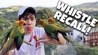 WHISTLE RECALL FOR OUR SUN CONURE BIRDS Training sa bagong bahay sa Antipolo IBON  Murillo Bros [upl. by Hardej]