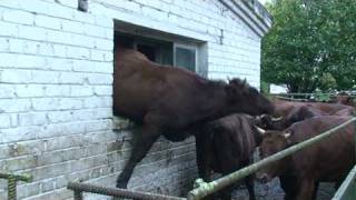 Crazy cow jumping through window quizzaciously [upl. by Ettelliw]