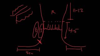 Anorectal Anatomy [upl. by Dorree]