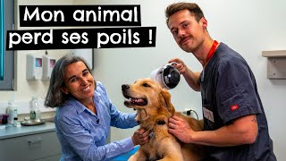 Mon animal perd ses poils [upl. by Onitsuaf]