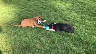 Boston Terrier and puppy Boxer playing [upl. by Eiduam]