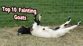 Top 10 fainting goats funny fainting goats [upl. by Natek]