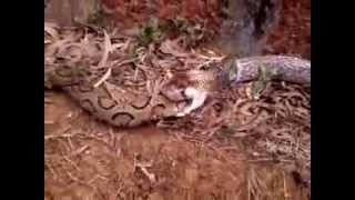 RARE King Cobra swallows Russells Viper alive [upl. by Ahseekat720]