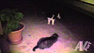 Wild Cat Fight  Feral Cat Mother attacks Screams at feral tom Wild growls [upl. by Ervin]