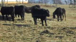 Cow tries to mate with Donkey [upl. by Fiona375]