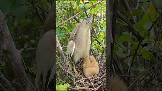 Amazing Bittern Birds Nest birds reviewbirdnest birdhome [upl. by Daj886]