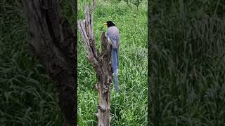 Magpies Yellow BILLED Magpie [upl. by Yznel]