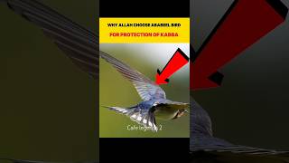 Why Allah choose ababeel swallow birds for protection of kabba ababeel swallow viralshort [upl. by Eirovi738]