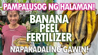 BALAT NG SAGING PAMPATABA NG HALAMAN Banana Peel Fertilizer Tutorial  Haydees Garden [upl. by Hughmanick]