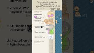 Active transport of substances across the cell membrane [upl. by Catharine506]