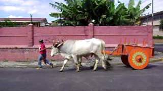 CARRETAS CON BUEYES EN LAS CALLES DE LA CIUDAD DE SAN JOSE [upl. by Naesad]