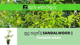 තුරු තොරතුරු 7 සුදු හදුන්  SANDALWOOD  Santalum album [upl. by Ingraham]