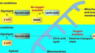 Anaerobic Respiration [upl. by Hanad]