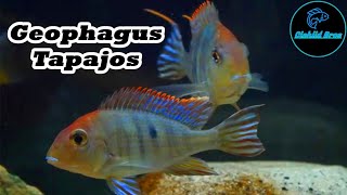 Geophagus Tapajos  Care Guide amp Species Profile [upl. by Latta]