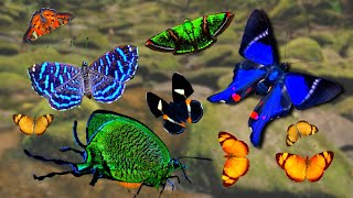 BUTTERFLIES Youve NEVER SEEN Before From the Atlantic Rainforest Brazil [upl. by Heti]