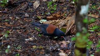 South Island Saddleback [upl. by Nisa]