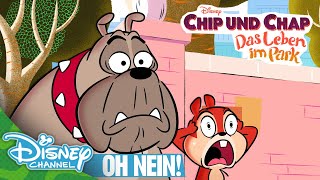 Trauer um Chap  Chip und Chap Das Leben im Park [upl. by Jaquiss]