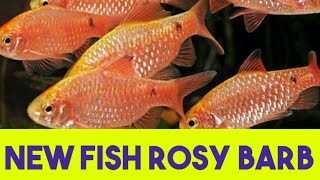 video 278  new beautiful fish rosy barb fish colourfull rosy barb fish [upl. by Chadd]