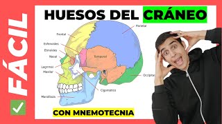 🤯 HUESOS DEL CRÁNEO Y de la CABEZA Fácil Anatomía [upl. by Niraj]