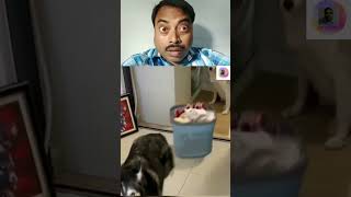 House Keeper Dog reaction shorts goutamneogivlogs [upl. by Dolora]