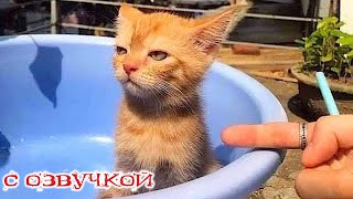 Приколы с котами Самые смешные животные с озвучкой СМЕШНЫЕ КОТЫ И СОБАКИ [upl. by Boris]