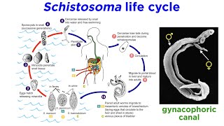 Phylum Platyhelminthes Part 3 Parasitic Trematodes and Monogeneans [upl. by Chicoine]