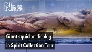 Giant squid on display in Spirit Collection Tour  Natural History Museum [upl. by Atrebla]