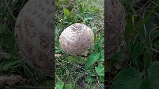 Წერეწო mushroom mountain georgia nature caucasus wildlife [upl. by Blatt]