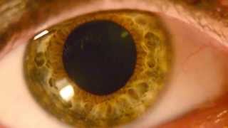 Pupil Constriction and Dilation HD Macro Nikon D5100 Detailed Dark Green Iris [upl. by Haila]